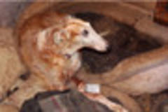 Woman kept dogs in squalor